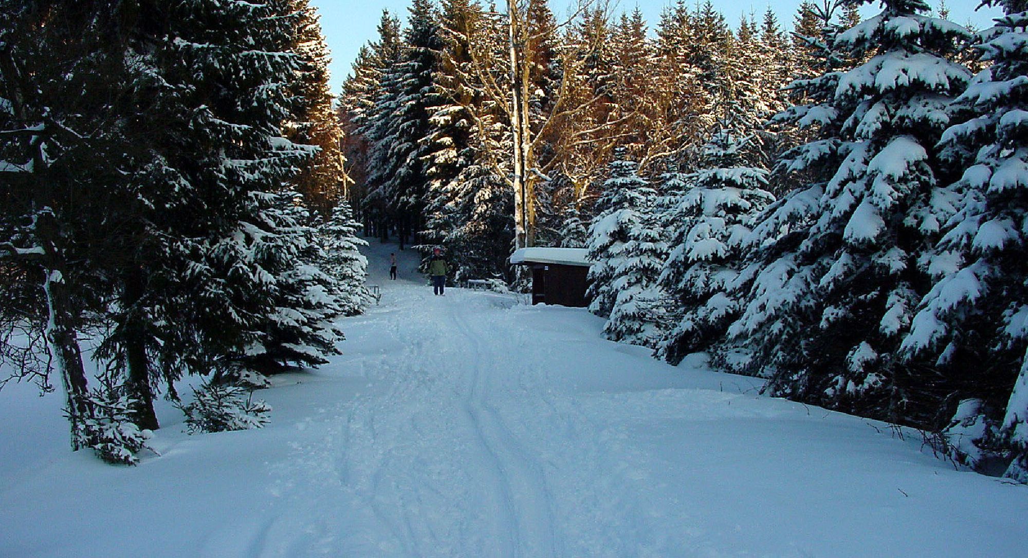 Loipen durch den Wald